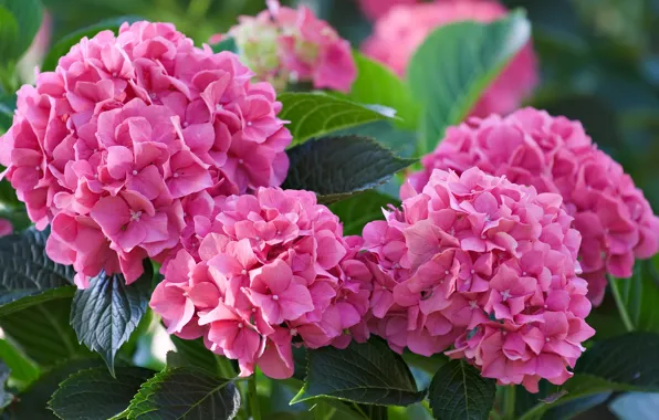 Цветы, розовые, гортензия