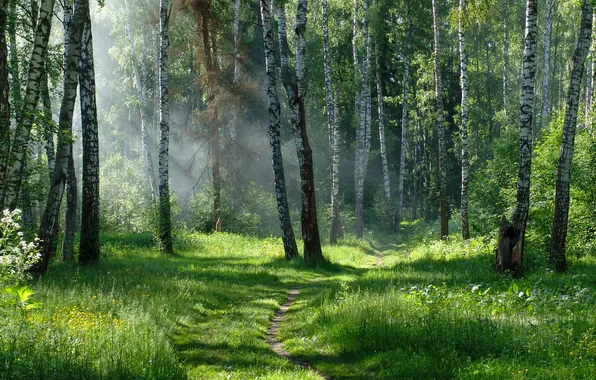 Зелень, лес, лето, трава, деревья, лучи солнца, тропинка, Александр Медведев