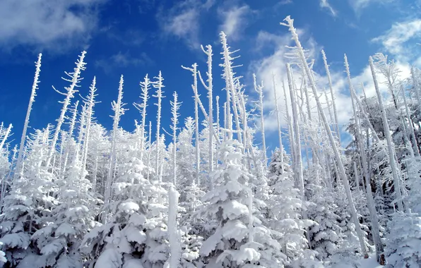 Картинка зима, лес, небо, снег, природа