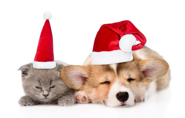 Картинка котенок, шапка, Рождество, щенок, Новый год, котёнок, cat, dog
