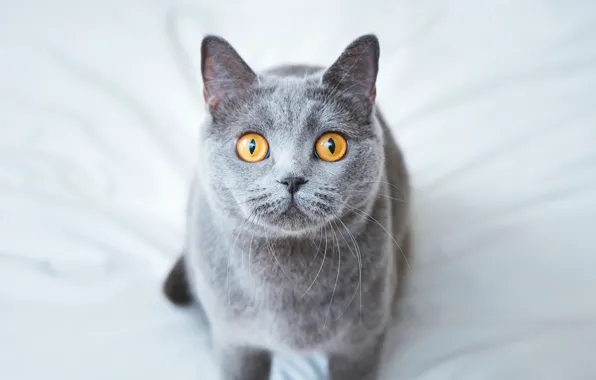 Кошка, кот, взгляд, фон, постель, серая, сидит, желтые глаза