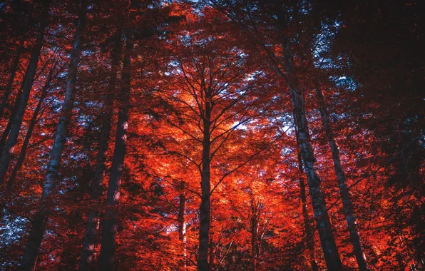 Картинка свет, красная листва, природа, ветви, деревья, кроны, багрянец, стволы