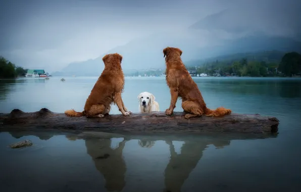Картинка собаки, небо, взгляд, пейзаж, горы, природа, поза, туман