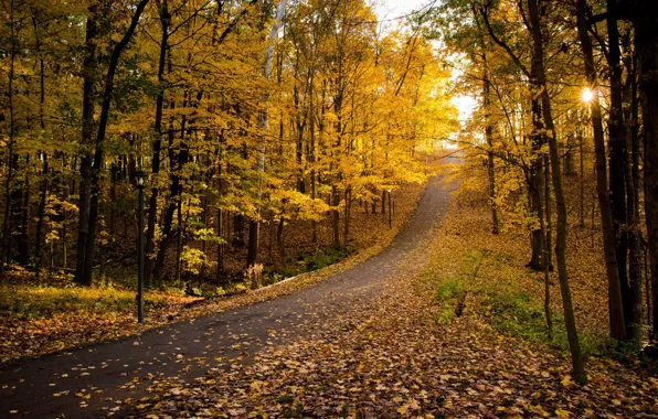 Дорога, осень, парк, листва