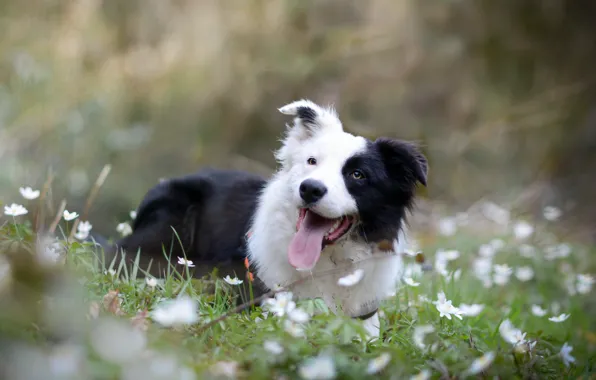 Взгляд, друг, собака