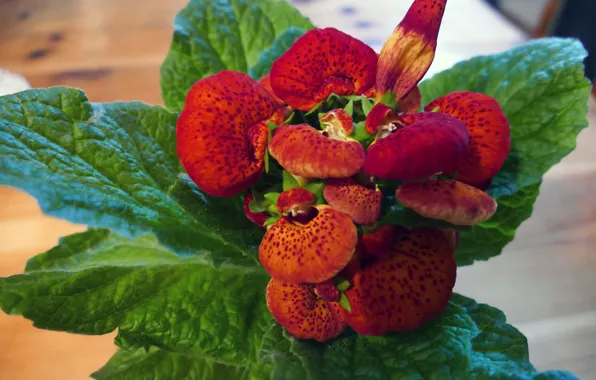 Листья, макро, цветы, растение, грибок, calceolaria