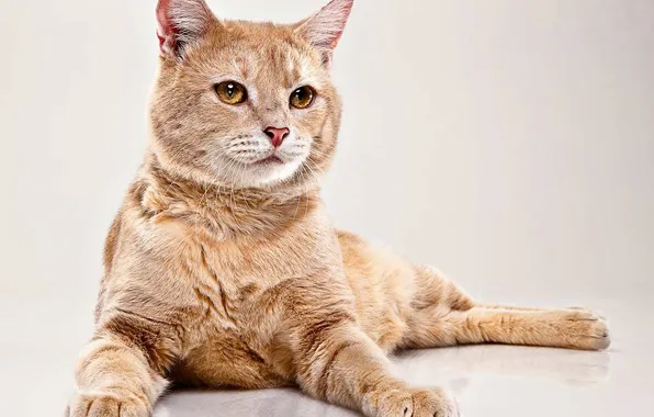 Кошак, рыжий, важный