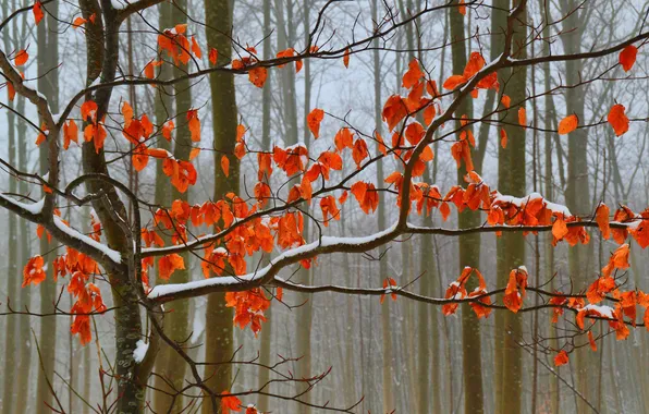 Картинка осень, лес, листья, снег