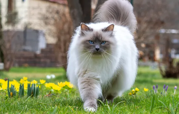 Кошка, кот, взгляд, цветы, поза, поляна, весна, сад
