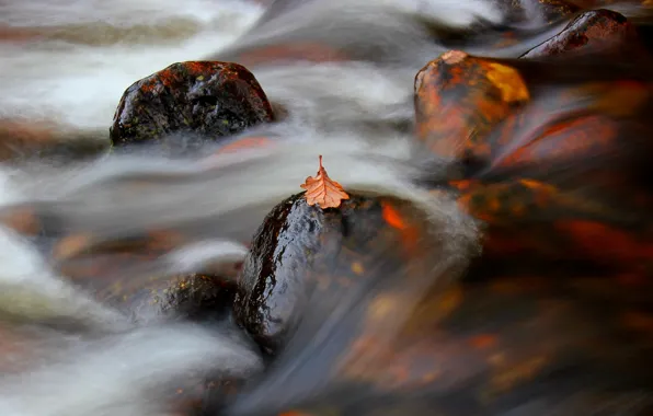 Природа, лист, река, поток