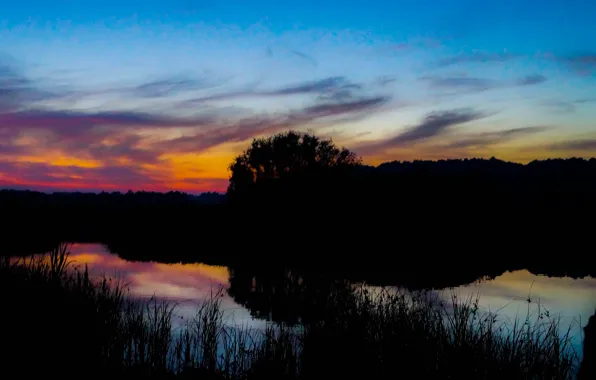 Light, summer, nature, night