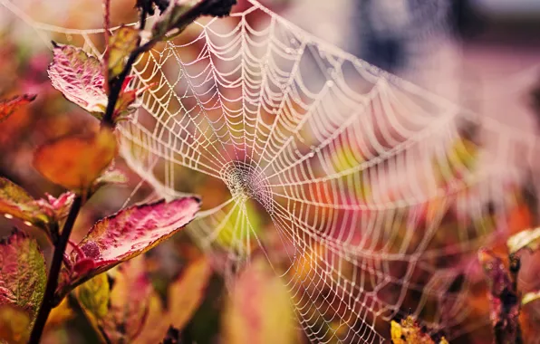 Картинка осень, листья, капли, макро, природа, паутина, ветка