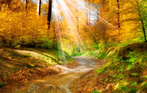 Картинка листья, деревья, пейзаж, природа, дорожка, солнечные лучи, золотая осень, желтые. лес