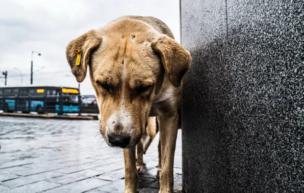 Одиночество, собака, street dog