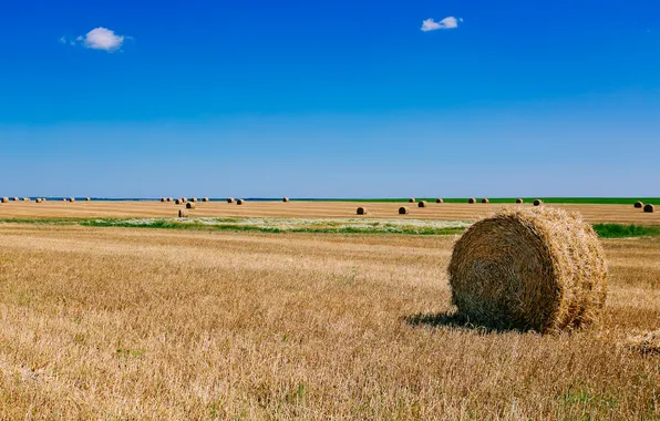 Картинка поле, лето, сено, Russian, Suzdal