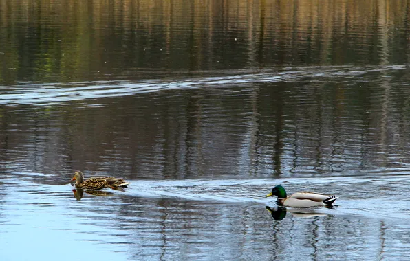Water, park, lake, pond, ducks