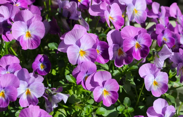 Flower, spring, pansies