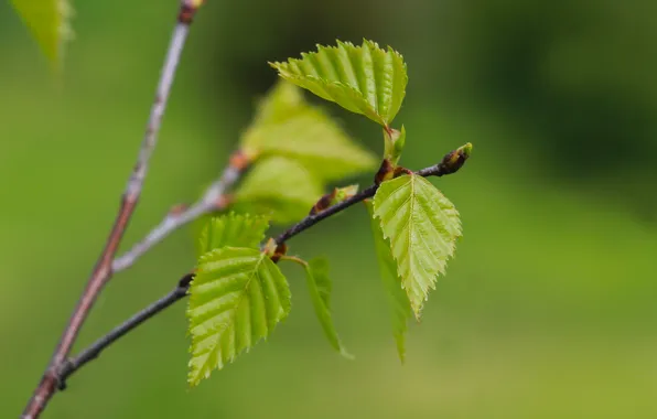 Tree, spring, leaf, twig