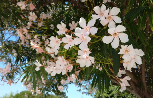Цветы, Листья, Растения, Flowers, Leaves, Plants, White Oleander, Белый Олеандр