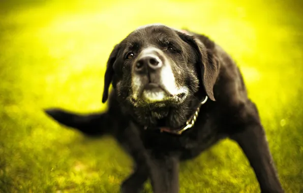 Картинка green, dog, bokeh, Labrador Retriever