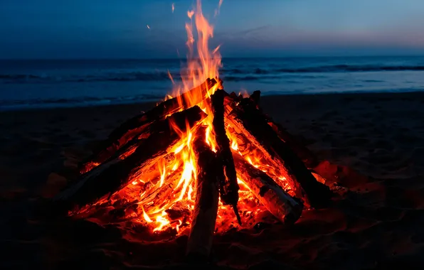 Forest, night, campfire