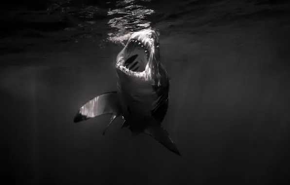 Картинка underwater, sea, water, monochrome, swimming, gray and white shark