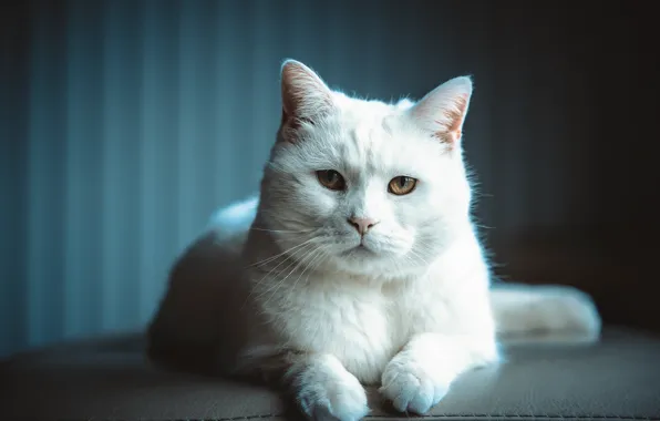 Кошка, белый, кот, взгляд, морда, темный фон, портрет, карие глаза