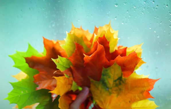 Картинка осень, стекло, листья, вода, макро, желтый, красный, зеленый