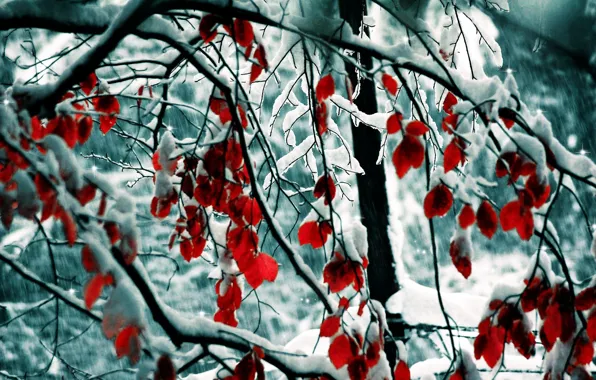 Картинка зима, листья, снег, деревья, ветки, природа, trees, nature