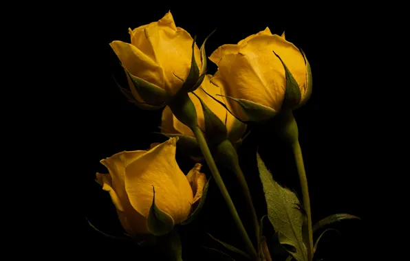 Цветы, фон, розы