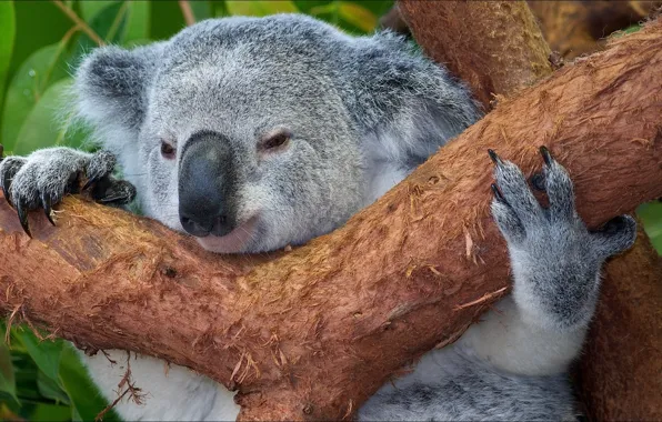 Животные, природа, коала