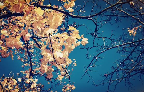 Картинка дерево, желтые, небо, крона, ветки, осень, листья