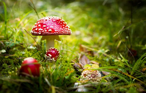 Картинка природа, фон, грибы