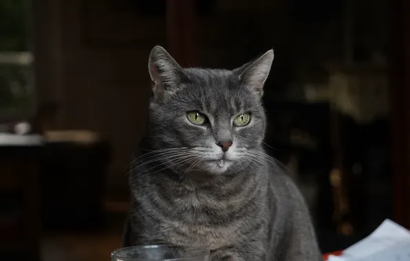 Картинка кошка, кот, взгляд, морда, стакан, дом, темный фон, серый