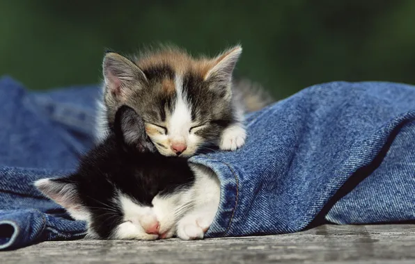 Животные, нежность, джинсы, котята, малыши, спящие котята