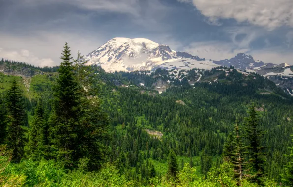 Лес, горы, ледник, Вашингтон, Mt Rainier