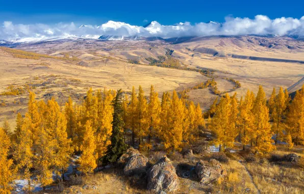 Картинка осень, лес, горы