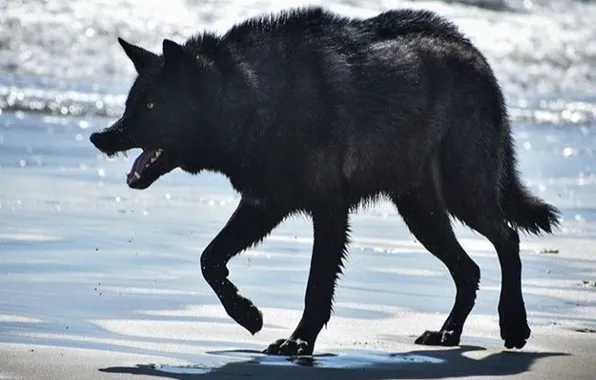 Картинка nature, snow, predator, face, animal, wolf, wildlife, portrait