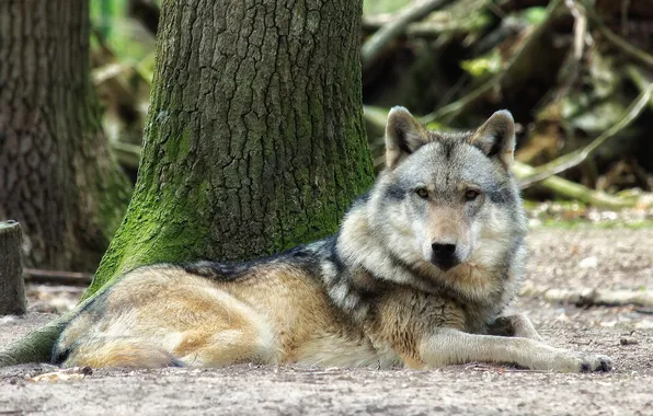 Картинка nature, snow, predator, face, animal, wolf, wildlife, portrait