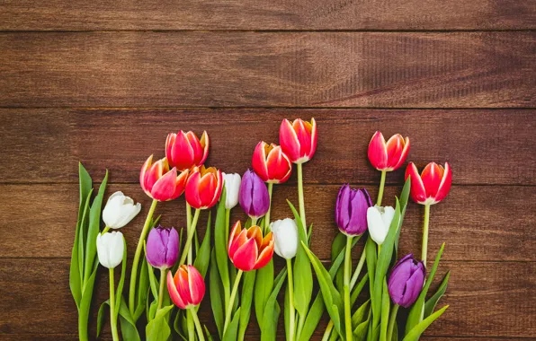 Цветы, colorful, тюльпаны, red, white, fresh, wood, flowers
