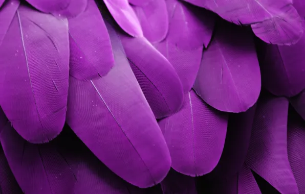 Перо, перья, Background, feather, card