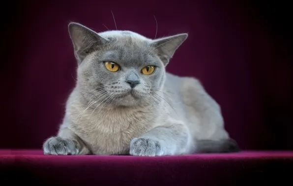 Кошка, взгляд, поза, котенок, мордашка, гремлин, ориентал, ориентальная кошка