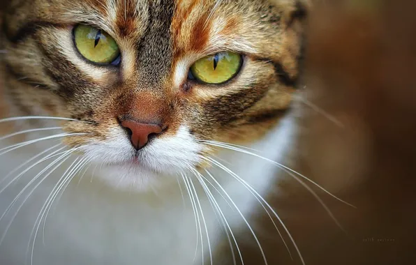 Картинка кошка, кот, усы, взгляд, мордочка, вибриссы