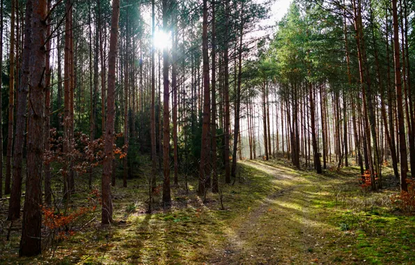 Картинка лес, деревья, солнечный свет