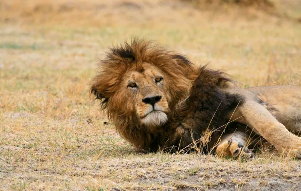 Кошка, взгляд, лев