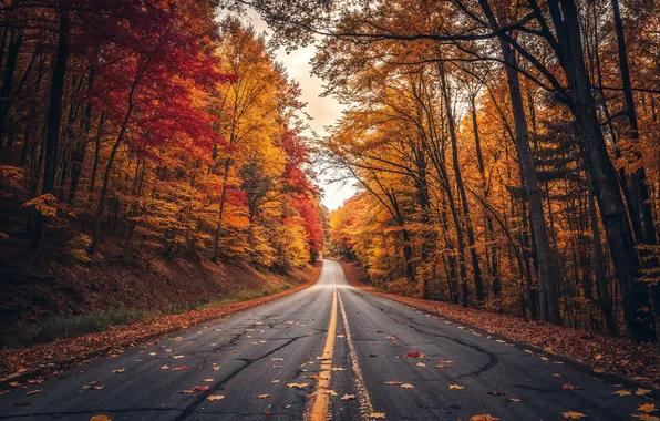 Дорога, осень, лес, листья, деревья, forest, road, autumn