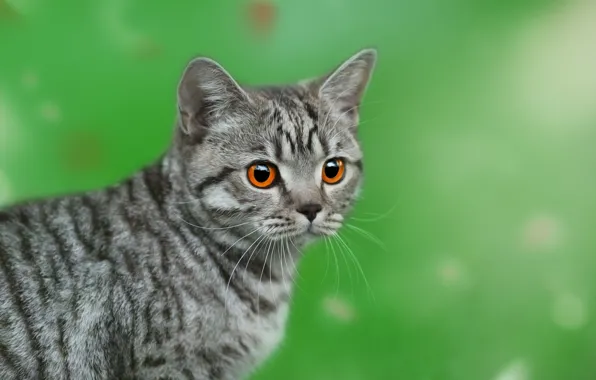 Картинка кошка, взгляд, фон, мордашка