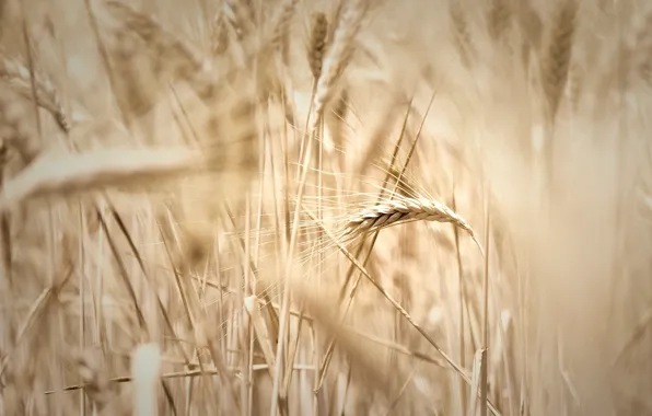Картинка пшеница, поле, макро, widescreen, обои, рожь, размытие, колоски