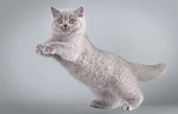 Поза, котенок, серый, фон, прыжок, лапки, милый, фотосессия