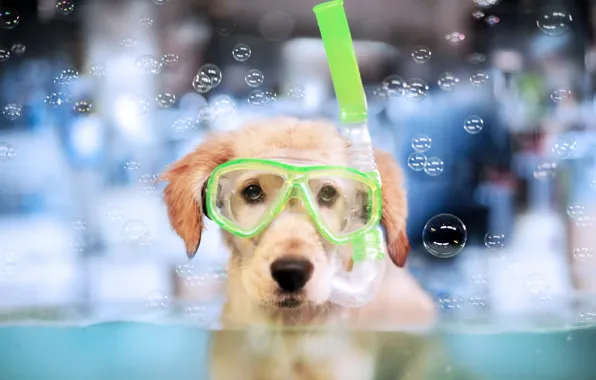 Взгляд, друг, собака